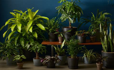 12 Easy Low Light Plants For Every Corner Of Your Home Bloomscape