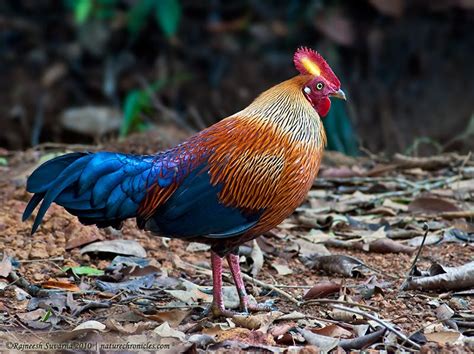 Indian Birds Photography Birdphotoindia Sri Lanka