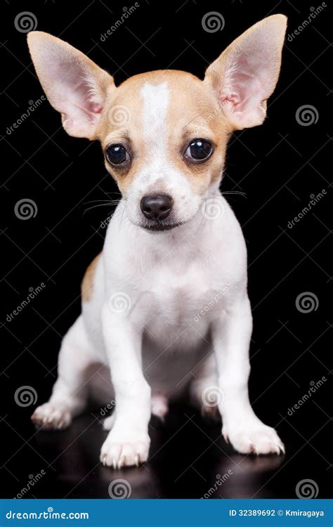 Small Chihuahua Dog Standing And Looking At The Camera Stock Photo