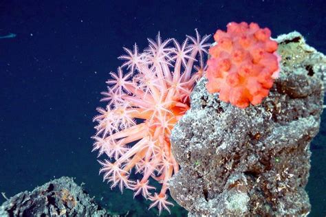 Alcyonacea Ocean Acidification Soft Corals Coral