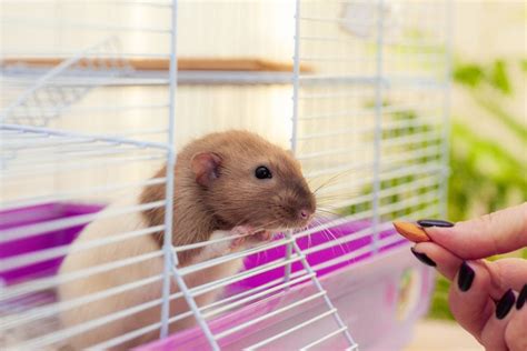 can hamster eat almonds find out the fact