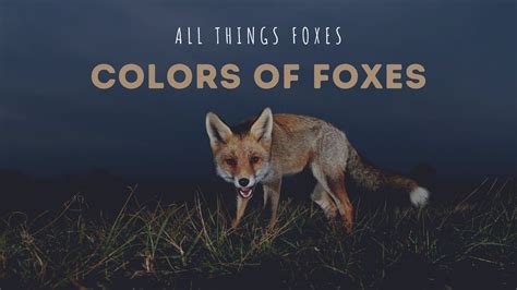 Fox Colors Foxes Colors And Morphs Youtube