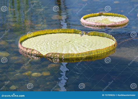 Giant Lily Pad Stock Photo Image Of Plant Close Detail 73709826