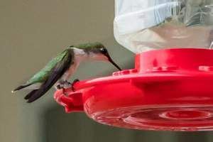 Follow the following instructions to make sure you have the correct water to nectar ratio. Pin on Hummingbird food