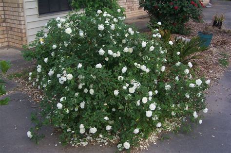 Davy S Louisiana Gardening Blog Ducher At Her Peak Rose Photos