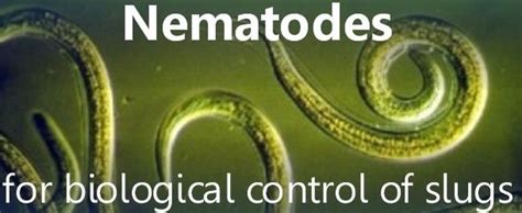 Natural Nematodes To Control Slugs Slugs Nature Control