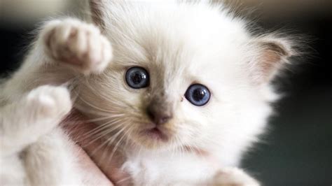 Türkiyede Yaşayan Birbirinden Güzel Kedi Türleri Webtekno