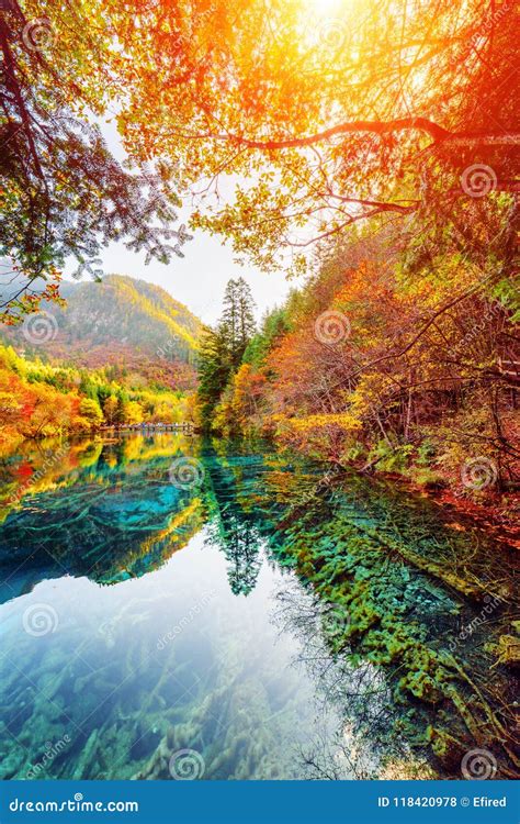 The Five Flower Lake Among Fall Woods Jiuzhaigou Nature Reserve Stock