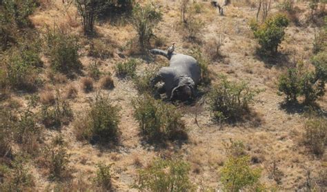 Elephant Poaching In Botswana Prime Tourism Concessions Now Being Hit Africa Geographic