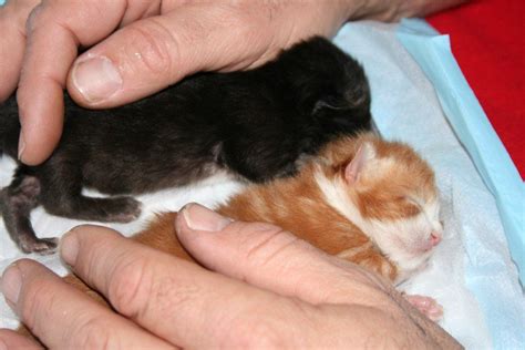How To Care For Orphaned Kittens Newborn Kittens Newborn Animals