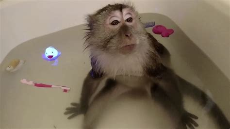 Asmr Monkey Bath Time Video Youtube