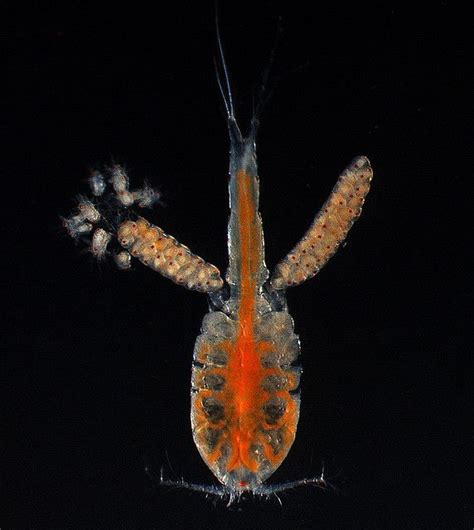 Copepod Mom With Hatching Nauplii Larval Copepod Stages Moorea