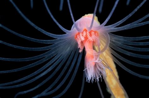 Amazing Creatures In The Depths Of The White Sea 20 Pics