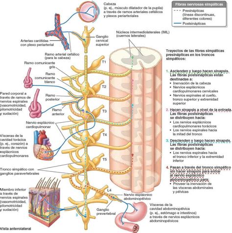 10 Sistema Nervioso Enfermería