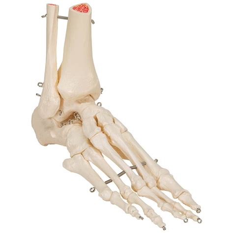 3b Scientific A31l Rigid Skeletal Foot Model Portion Tibia Fibula
