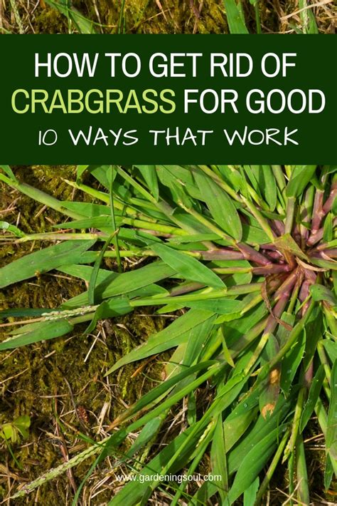 Pour boiling water directly on the crabgrass plant. How To Get Rid Of Crabgrass For Good - Gardening Soul