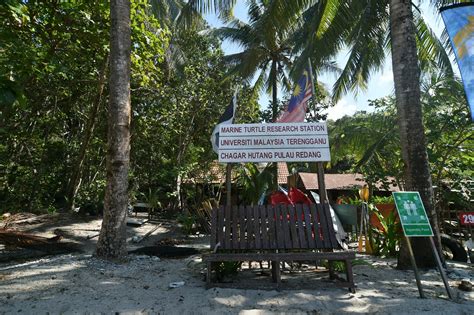 One study showed that out of a total of 7072 nests recorded at chagar hutang turtle sanctuary on redang from 1993 to 2008, 98% were green turtle nests while only 2% were hawksbill nests. Chagar Hutang - SEATRU