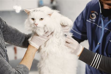 think your cat is overweight clear signs and health concerns