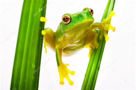 Green Tree Frog Holding On Grass — Stock Photo © Mvaligursky 4475019