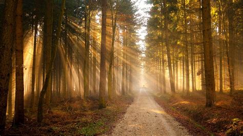 Forest Sunray Wallpaper Path Road Light Trees Silhuette Nature