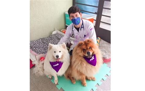 Petlove lança serviço de atendimento veterinário em casa