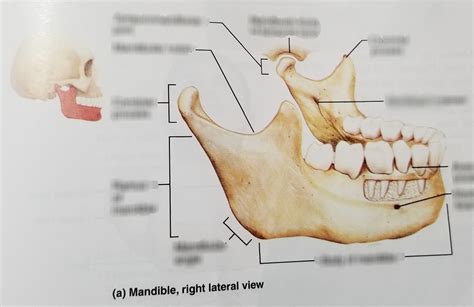Mandible Right Lateral View Diagram Quizlet