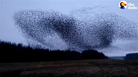 Watch These Birds Fly In The Most Perfect Formation Youtube