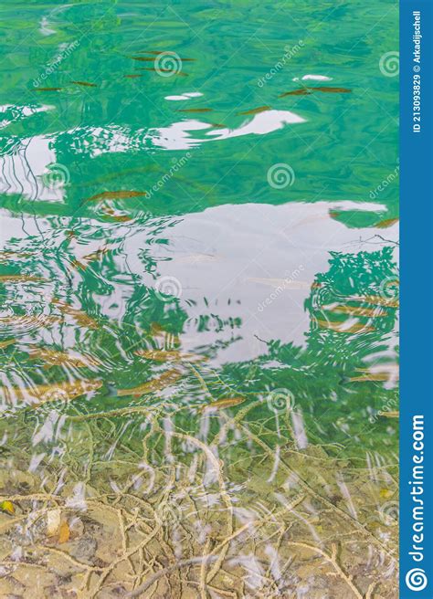 Plitvice Lakes National Park Fish Underwater In Clear Water Croatia