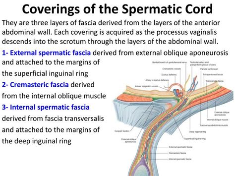 Ppt Inguinal Region Secrotum Powerpoint Presentation Id