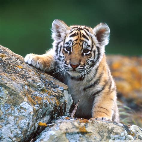 Lion Cub Wallpapertigermammalwildlifevertebratebengal Tiger