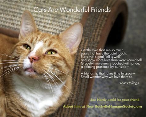 Quotes And Poems About Cats Quotesgram