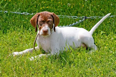 7 Exciting Pointer Dog Breed Facts The Perfect Choice For Hunters