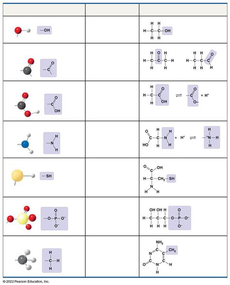 Ap Bio Functional Groups Diagram Quizlet