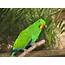 Eclectus Parrot Adelaide Zoo  Trevors Birding