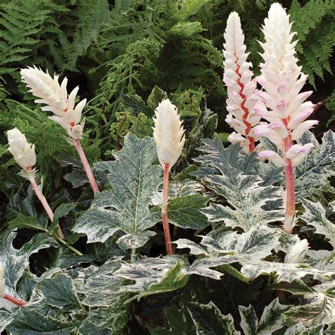 Acanthus ‘whitewater Terra Nova Nurseries Inc