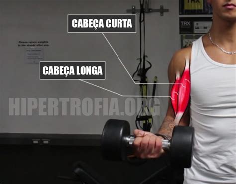 4 Melhores Exercícios Para A Cabeça Longa Do Bíceps Construa Picos