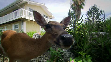 The Private Life Of Deer About Nature Pbs