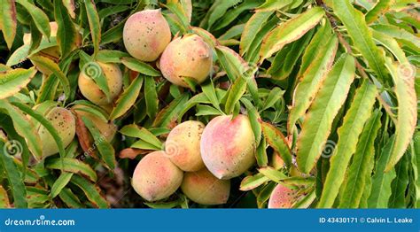 Peaches Wild Green Unripe Stock Image Image Of Green 43430171