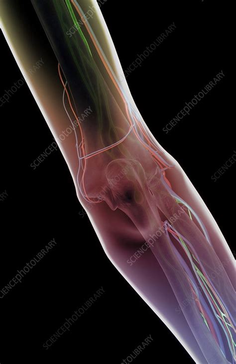 The Blood And Lymph Vessels Of The Elbow Stock Image C0082823