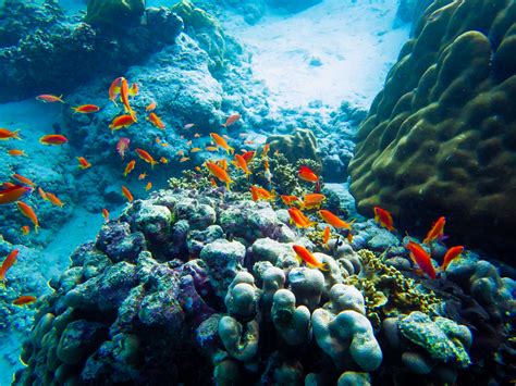 Fondos De Pantalla Animales Mar Submarino Naturaleza Pescado