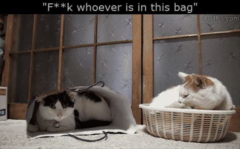 137 best dors feline images on pholder lifelinemains aww and awwducational