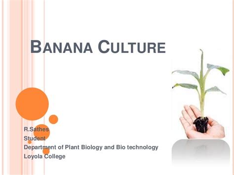 Plant Tissue Culture Techniques Of Banana