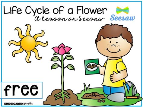 Life Cycle Of A Flower Activities And Seesaw Freebies Kindergarten Smarts