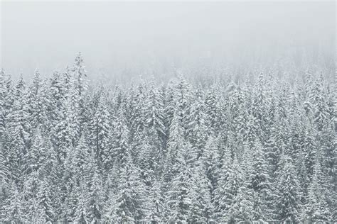 무료 이미지 자연 숲 분기 산 눈 겨울 서리 흐린 얼음 상록수 날씨 전나무 시즌 침엽수 가문비