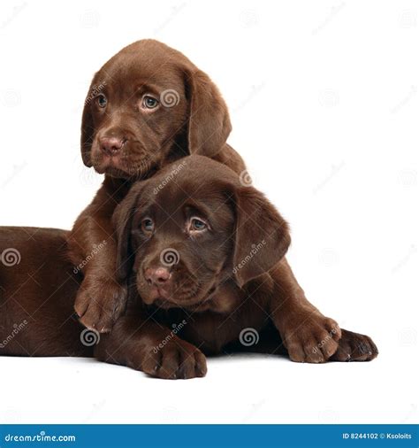 Retriever De Labrador De Dois Filhotes De Cachorro Foto De Stock Imagem De Recuperador
