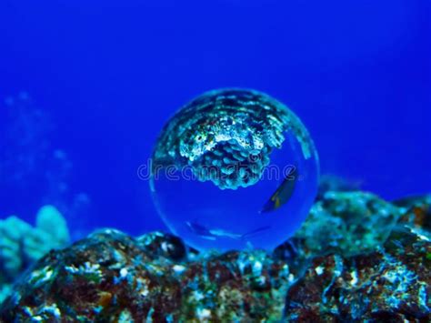 Tropical Wrasse In Coral Reef Stock Photo Image Of