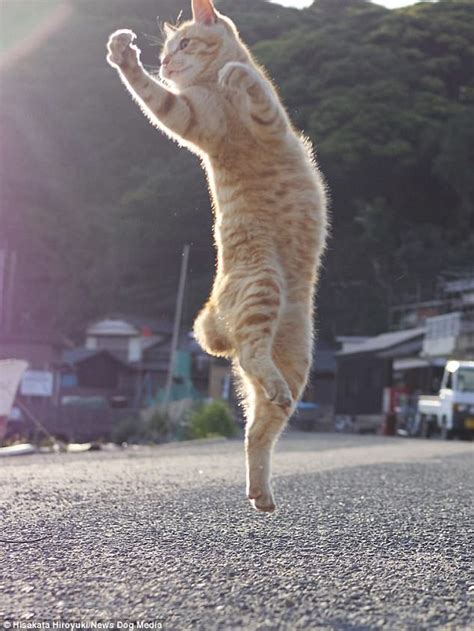 Photographer Shoots Cats With Kung Fu Moves Daily Mail Online