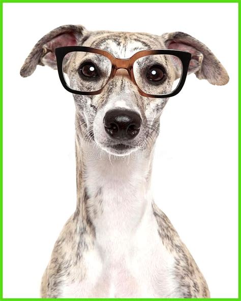 Dog In Glasses On White Background Stock Photo Image Of Young Animal