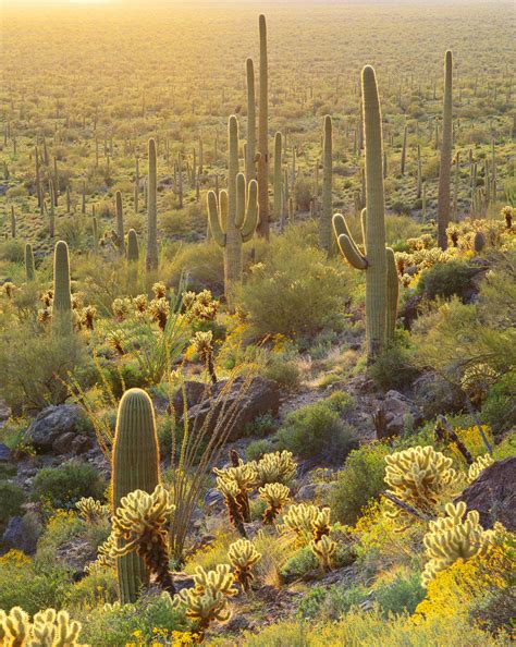 Desert Plants In Sonoran Desert Posters And Prints By Corbis