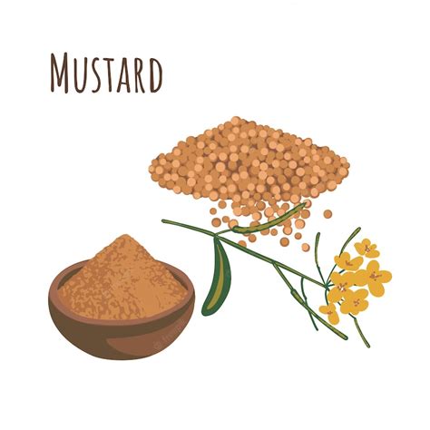 Premium Vector Mustard Grains And Spice Powder In A Bowl Vector